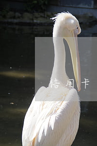 信用卡逾期會查我的車子嗎(英語作文獲獎感言)