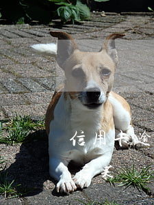 信用卡逾期會構成詐騙嘛(信用卡逾期是什么后果)