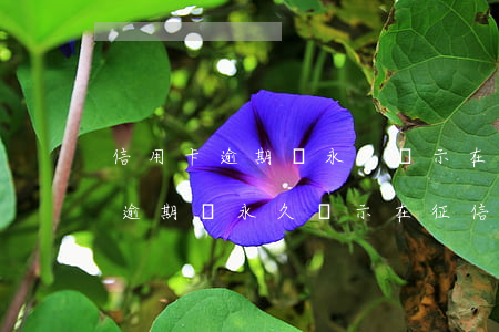 信用卡逾期會永久顯示在征信上嗎-信用卡逾期會永久顯示在征信上嗎