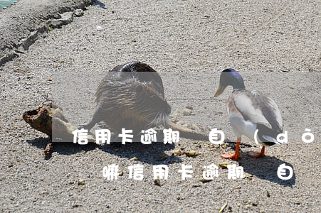 信用卡逾期會自動(dòng)從儲蓄卡還錢嘛(信用卡逾期會自動(dòng)從儲蓄卡還錢嘛)
