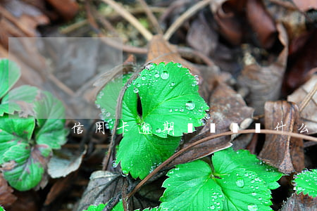 信用卡逾期會舉報嗎(什么叫信用卡逾期了)