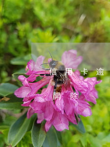 信用卡逾期會被公司辭退嗎(欠信用卡被公司開除)