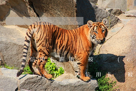 信用卡逾期會被資產(chǎn)凍結(jié)嗎(欠信用卡會被凍結(jié)資產(chǎn)嗎)