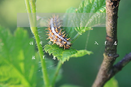 信用卡逾期會計入黑名單么(欠信用卡被銀行拉黑名單)