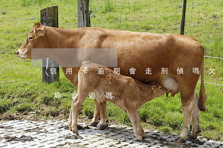 信用卡逾期會走刑偵嗎(欠信用卡跑路了公安局會追嗎)