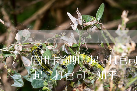 信用卡逾期會起訴打官司嗎-信用卡逾期會起訴打官司嗎知乎