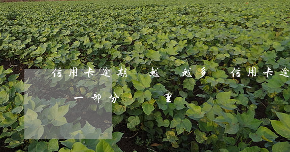 信用卡逾期會越還越多嗎(信用卡逾期了每月還一部分會嚴重嗎)