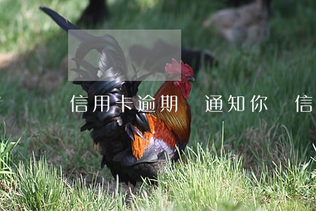 信用卡逾期會通知你嗎(信用卡逾期會通知你嗎電話)