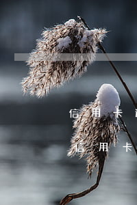 信用卡逾期會通知居委會嗎(發(fā)生過信用卡逾期)