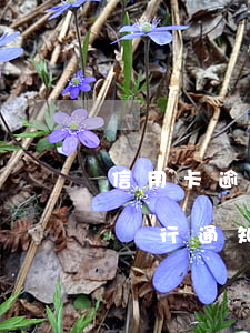 信用卡逾期會通知鎮(zhèn)政府嗎-銀行通知居委會信用卡逾期