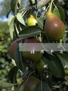 信用卡逾期會連累配偶嗎(我信用卡逾期會不會影響我老婆)