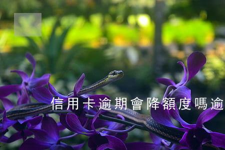 信用卡逾期會降額度嗎 逾期會不會降額度