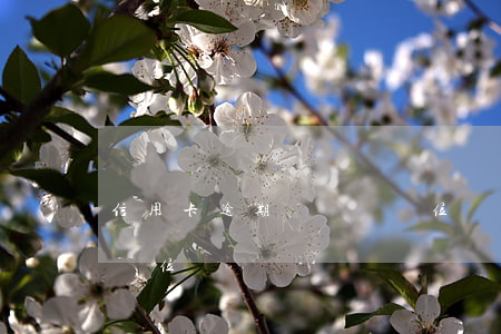 信用卡逾期會騷擾單位嗎(信用卡逾期會騷擾單位嗎)