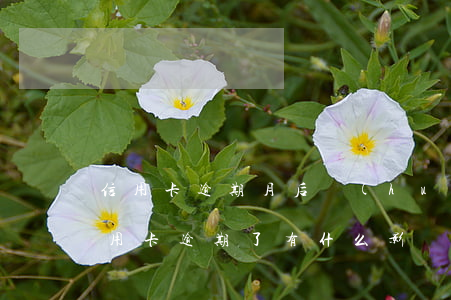 信用卡逾期月后會(huì)有什么后果(信用卡逾期了有什么影響)