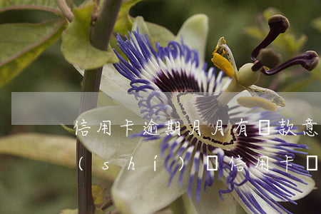 信用卡逾期月月有還款意識(shí)(按時(shí)還信用卡為什么顯示逾期)