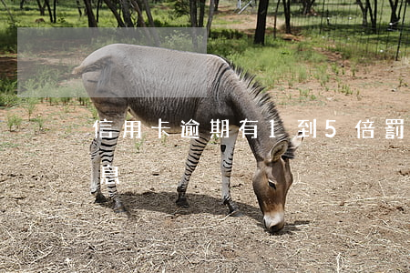 信用卡逾期有1到5倍罰金么(信用卡 逾期 罰息)