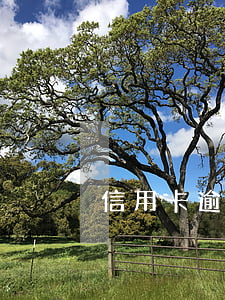 信用卡逾期有一年的嗎