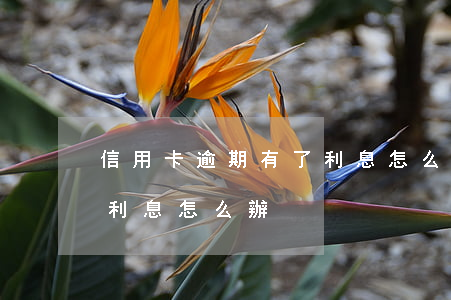 信用卡逾期有了利息怎么辦（信用卡逾期有了利息怎么辦）