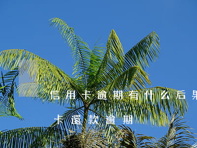 信用卡逾期有什么后果沒(méi)還(信用卡 還款 逾期)