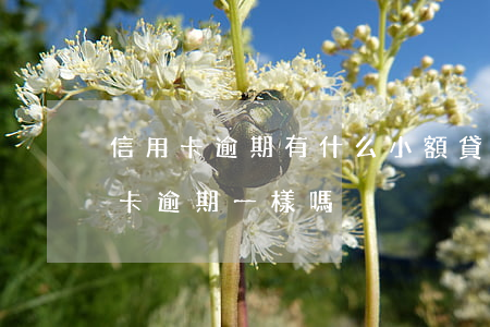 信用卡逾期有什么小額貸款(貸款逾期跟信用卡逾期一樣嗎)