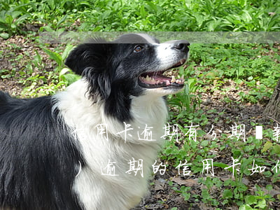 信用卡逾期有分期還款意愿(已經(jīng)逾期的信用卡如何辦理分期)