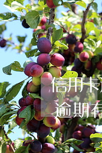 信用卡逾期有可能躲過(guò)嗎(信用卡逾期有可能躲過(guò)嗎)
