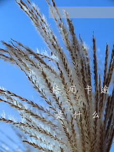 信用卡逾期有哪些后果(信用卡逾期严重后果是什么)