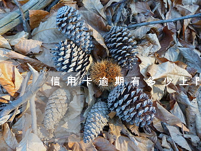 信用卡逾期有多少上門的