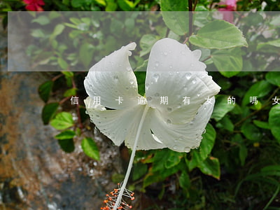 信用卡逾期有女的嗎(女朋友信用卡逾期)