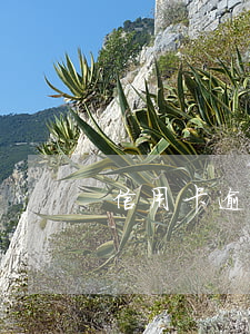 信用卡逾期有帮还的吗