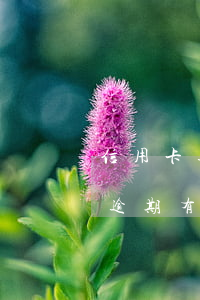 信用卡逾期有权利给父母打电话吗-信用卡逾期有权利给父母打电话吗知乎