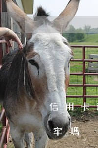 信用卡逾期有沒坐牢的嗎(信用卡逾期會被坐牢嗎)