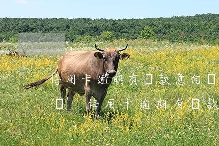 信用卡逾期有還款意向會(huì)被判刑嗎-信用卡逾期有還款意向會(huì)被判刑嗎知乎