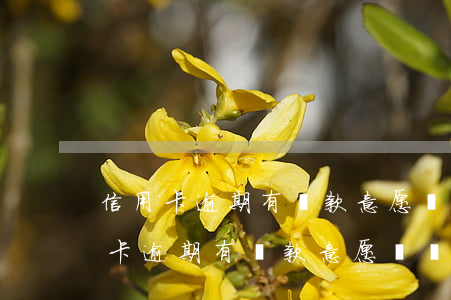 信用卡逾期有還款意愿沒錢還怎么辦-信用卡逾期有還款意愿沒錢還怎么辦呢