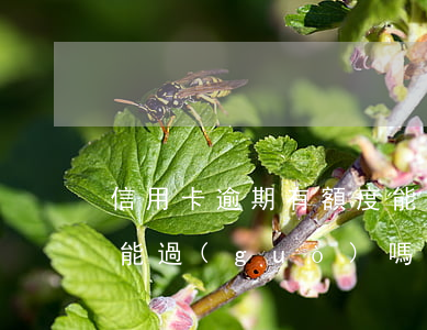信用卡逾期有額度能用嗎(征信有逾期信用卡能過(guò)嗎)