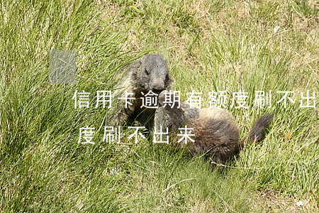 信用卡逾期有额度刷不出来(信用卡逾期有额度刷不出来)