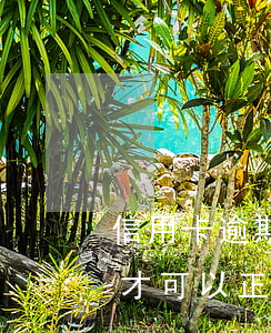 信用卡逾期 期貨賬戶(逾期以后的信用卡如何才可以正常使用)