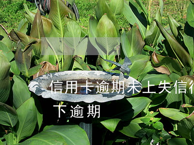 信用卡逾期未上失信行為(信用卡不知情情況下逾期)