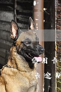 信用卡逾期未录入征信系统(为什么我的信用卡逾期征信报告没有查到)