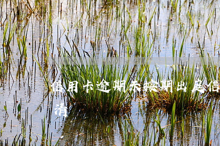 信用卡逾期未按期出庭(信用卡逾期開庭前還清)