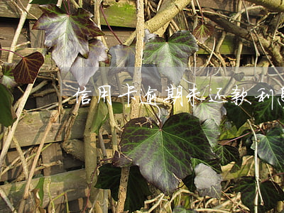 信用卡逾期未还款利息是多少