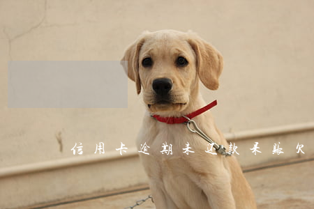 信用卡逾期未还款呆账(欠信用卡呆账)