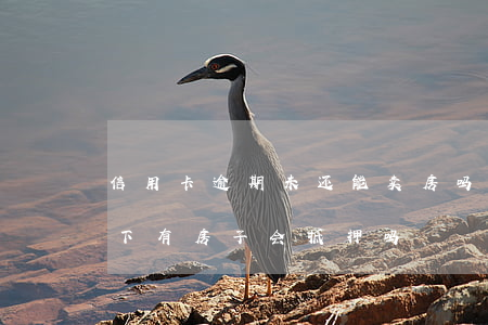 信用卡逾期未还能卖房吗(信用卡逾期没还名下有房子会抵押吗)
