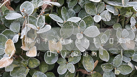 信用卡逾期未通知怎么辦(信用卡沒有提醒導(dǎo)致逾期)