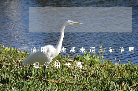 信用卡逾期未還上征信嗎(征信有逾期還能辦理信用卡嗎)