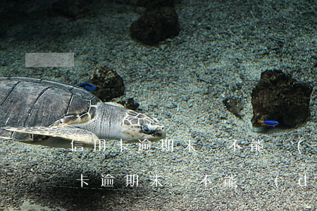 信用卡逾期未還不能調(diào)額(信用卡逾期未還不能調(diào)額嗎)