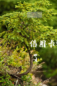 信用卡逾期未還后來全還了(為什么信用卡還了還顯示逾期)
