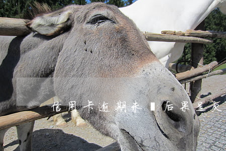 信用卡逾期未還后果是(欠信用卡逾期會怎樣)