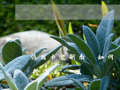 信用卡逾期未還如何處理(信用卡逾期不還銀行怎么處理)