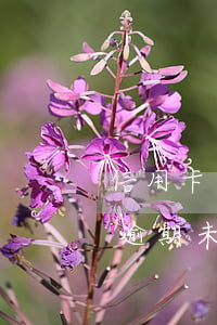 信用卡逾期未還完為什么被銷戶了-信用卡逾期未還完為什么被銷戶了呢